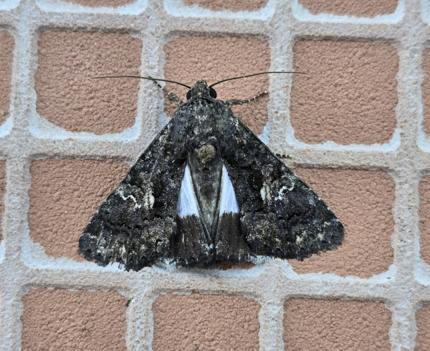 Photo of Sorcerer (Aedia leucomelas)